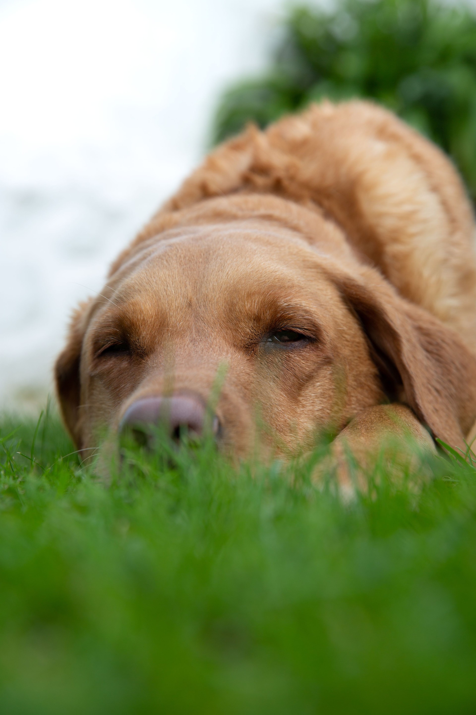 Close up of a Labrador retriever dog asleep on grass