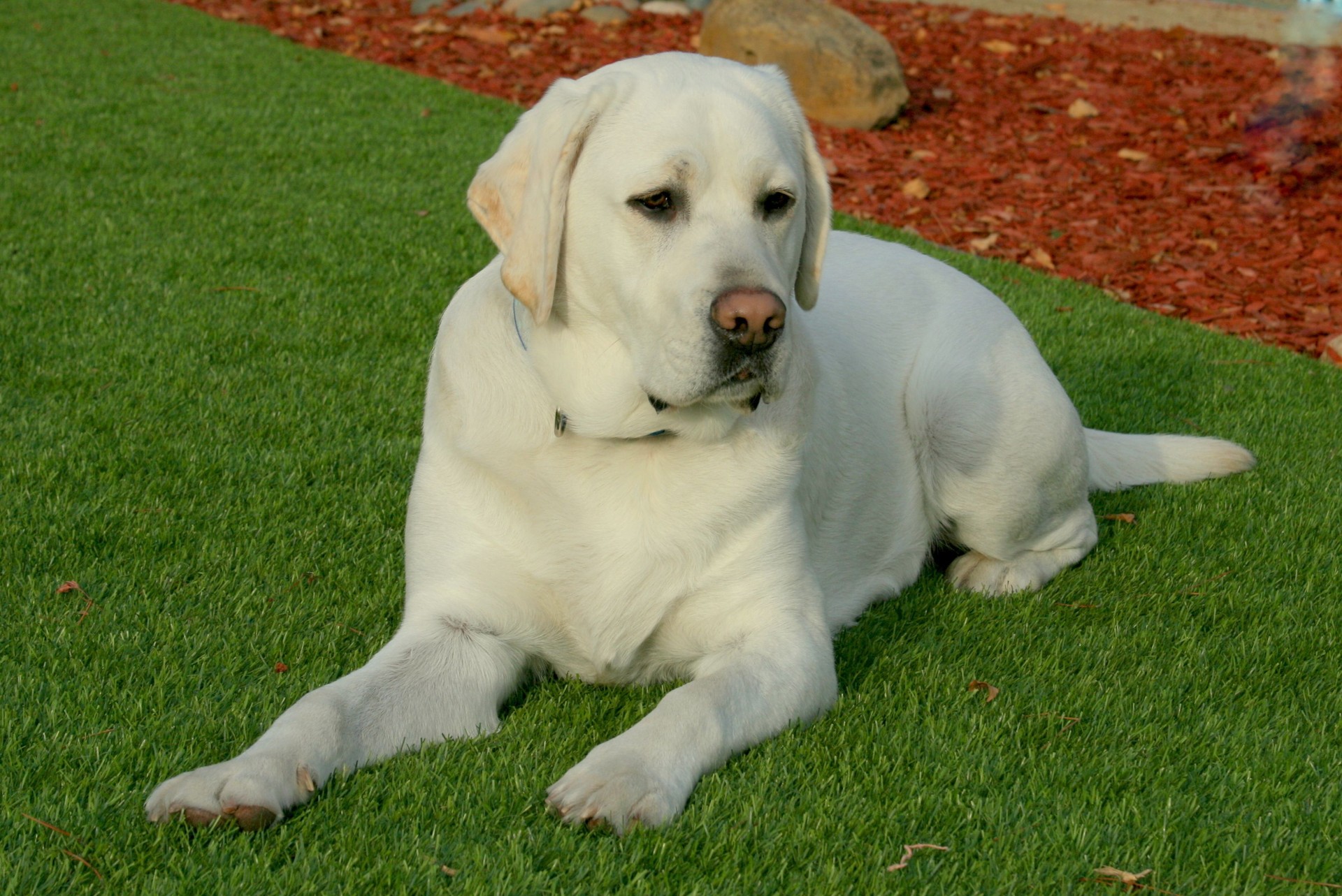 Yellow Labrador Retriever Dog Laying in Grass