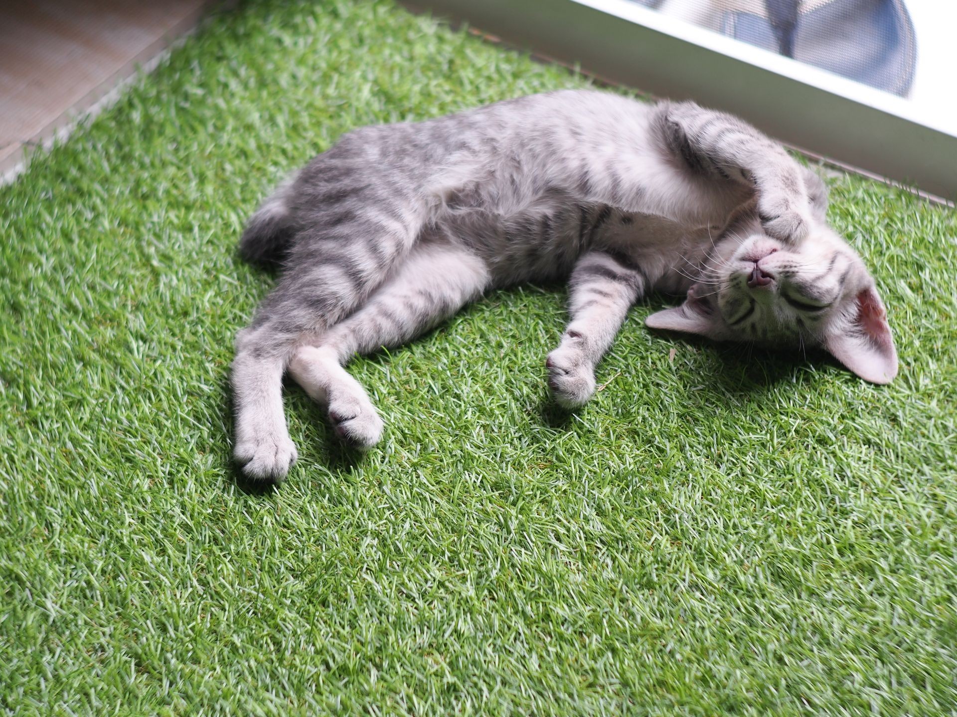 cute short hair young asian kitten grey and white stripes home cat relaxing lazy on green synthetic grass mat on house floor making funny posture portrait shot selective focus blur background